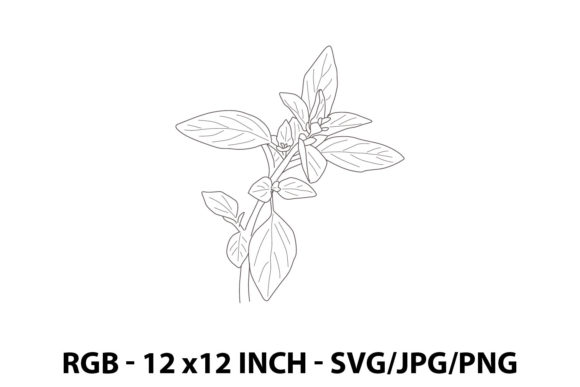 Illustration of a Marjoram: Graphics and Illustrations for Digital Selling